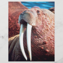 Walrus Custom Flyer