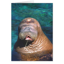 Walrus Eyes Closed Note Card