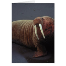 Walrus Greeting Card