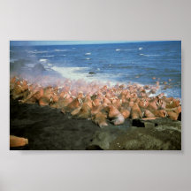 Walrus Herd at Haulout Poster