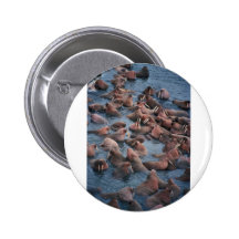 Walrus Herd Pins