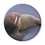 Walrus Refrigerator Magnet