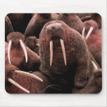 Walrus