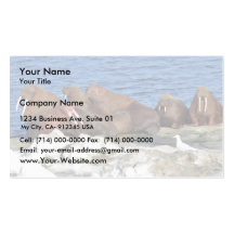 Walrus on Bering Sea Ice Business Cards