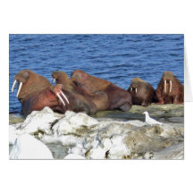 Walrus on Bering Sea Ice Cards