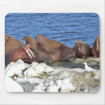 Walrus on Bering Sea Ice Mousepads