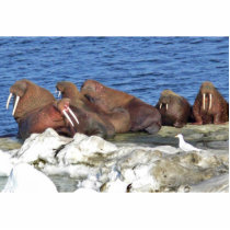 Walrus on Bering Sea Ice Cut Outs