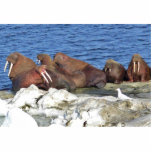 Walrus on Bering Sea Ice photo sculptures