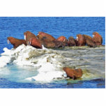 Walrus on Bering Sea Ice photo sculptures