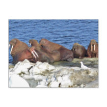 Walrus on Bering Sea Ice Postcard