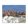 Walrus on Bering Sea Ice Postcard