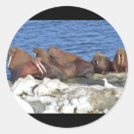 Walrus on Bering Sea Ice Stickers