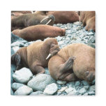 Walrus Pair Magnets