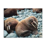 Walrus Pair Post Cards