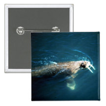 Walrus Pin