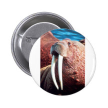 Walrus Pins