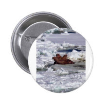 Walrus Resting in Ice Pack Buttons