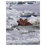Walrus Resting in Ice Pack flyers