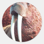 Walrus Round Stickers