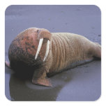 Walrus Square Sticker