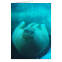 Walrus Swimming Greeting Card