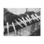 Walrus Tusks: 1931 Post Cards