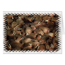 Walruses Greeting Card