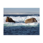 Walruses in Storoya, Svalbard postcards