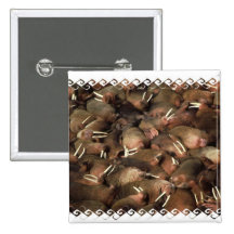 Walruses Square Pin