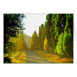 Wanaka Morning Light