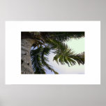 wandering palm posters