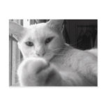 "Want my Paw?" Postcard