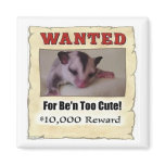 wanted sugar glider magnets