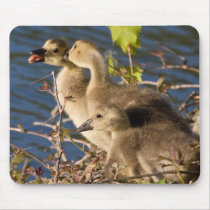 Wanton Attack Mouse Pads