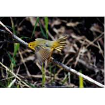 Warbler on Branch Photo Cutouts