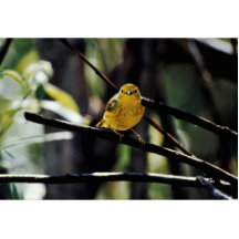 Warbler Photo Cutout