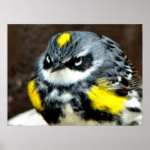 Warbler Poster