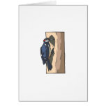 Warder Woodpecker Cards