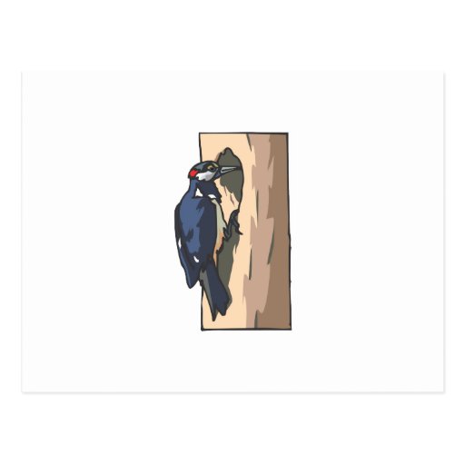Warder Woodpecker Postcard