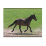 Warmblood Postcards
