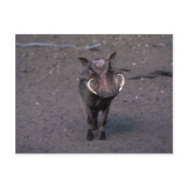 Warthog - Big Boar Post Card