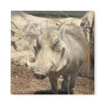 Warthog Magnet