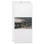 Warthog walking by palmetto rack cards