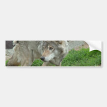 Wary Wolf Bumper Sticker