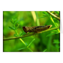 Was guckst Du? Greeting Cards