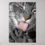 Washday Cat Poster Print