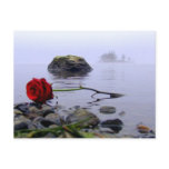 Washed Ashore Red Rose postcards