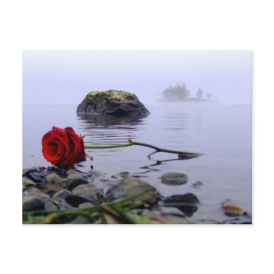 Washed Ashore Red Rose Post Card by beverlytazangel