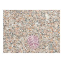 washed crushed shells scallop beach image postcards