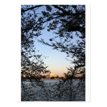 Washington DC Cherry Blossom postcards